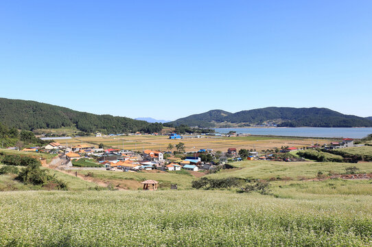 Hoejin-ri, Jangheung-gun, Jeollanam-do, South Korea - October 17, 2021: Summer view and high angle of buckwheat flowers on the field at Seonhak-dong Yuchae Village near the sea