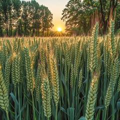 A stunning sunset creates a beautiful backdrop for a field of wheat, highlighting the chaos and natural beauty of the world.