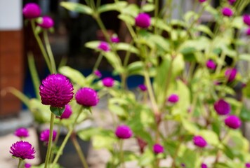 Fototapeta premium Purple pink colored globe amaranth flowers isolated on horizontal green leaves background.
