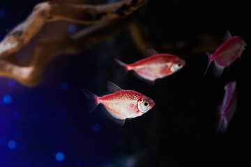 Obraz premium Exotic fish swimming in aquarium close-up on dark water background
