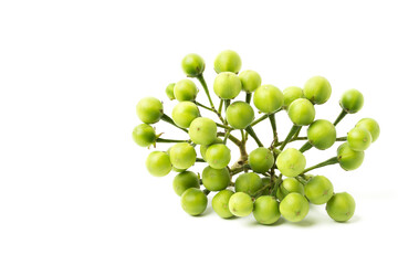 Solanum torvum. isolated on white background.