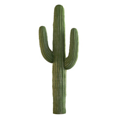 Tall Saguaro Cactus on White Background