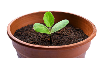 Naklejka premium sprouted plants