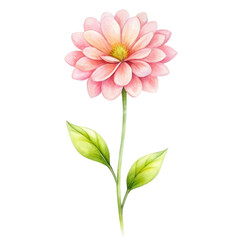 Delicate watercolor illustration of a pink dahlia flower with vibrant green leaves. The flower is depicted in full bloom, showcasing its soft, layered petals. Isolated on transparent background, png.