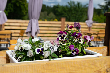 Pansy flowers in a flowerpot. Spring decoration of city streets and cafes