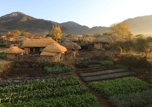 Suncheon-si, Jeollanam-do, South Korea - November 13, 2021: Autumal and morning view of cabbage field and thatched houses at Nagan Eupseong Folk Village