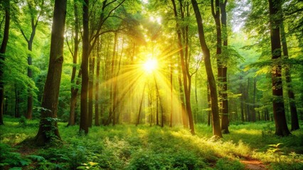 Fototapeta premium Golden sun shining through lush green trees in a peaceful forest setting