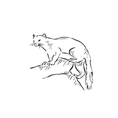 A line drawn pine marten climbing up some rocks, a rare creature found in Scotland. Sketchy illustration in black and white. 