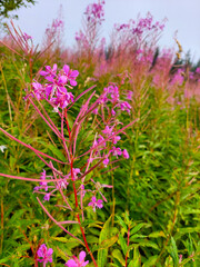 Obraz premium Blooming Willowherb purple flowers adding a splash of color to the landscape of the tatra national park in poland