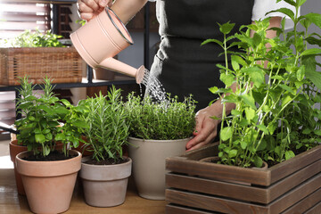 Woman watering different herbs with can at wooden table indoors, closeup