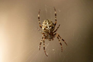 Spider garden-spider (lat. Araneus)