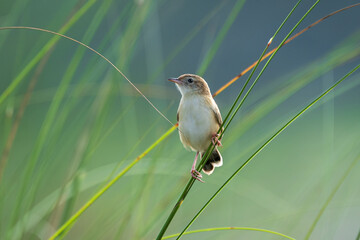The Zitting Cisticola is a small, active warbler with a distinctive “zitting” call. Found in grasslands and open areas, it has streaked brown plumage and often nests in dense vegetation.