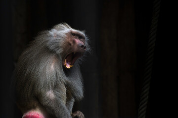 Monkey in the zoo.