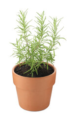 Aromatic rosemary plant in pot isolated on white