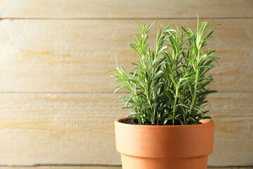 Fototapeta premium Rosemary plant growing in pot on wooden background, space for text. Aromatic herb