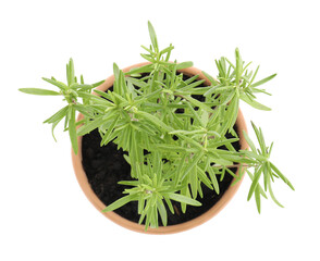 Aromatic rosemary plant in pot isolated on white, top view