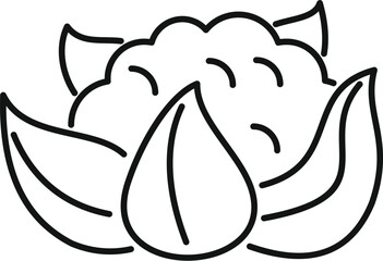 Simple line drawing of a fresh cauliflower growing, perfect for healthy eating and vegan lifestyle projects
