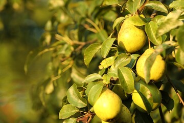 Ripe pears growing on tree in garden, closeup. Space for text