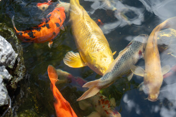 fishes swimming under water under sunlight