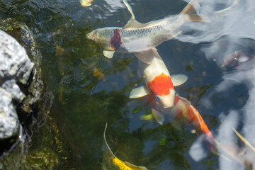 fishes swimming under water under sunlight