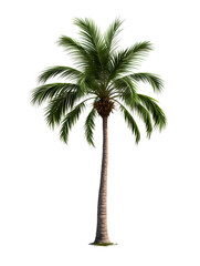 A tall palm tree with lush green fronds