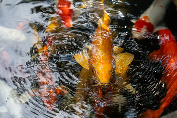 fishes swimming under water under sunlight