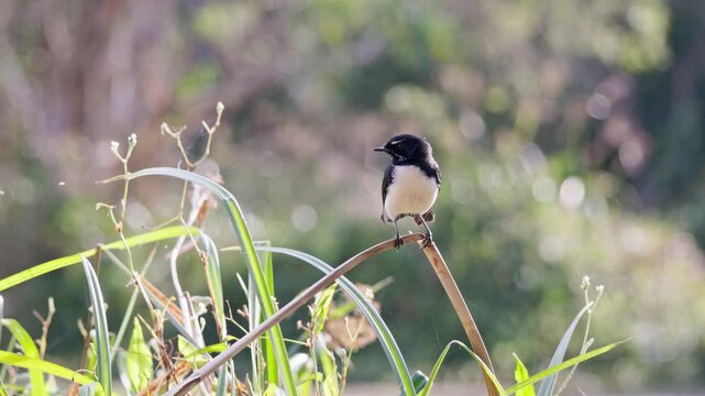 Willie Willy Wagtail bird, Rhipidura leucophrys, catching  eating insects lake pond park, nature natural environment ecosystem, Queensland Australia