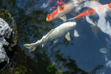 fishes swimming under water under sunlight
