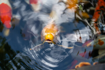 fishes swimming under water under sunlight