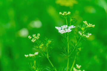 The top of the coriander plant with inflorescences, baskets with small white flowers with a selective focus on the background of a blurred green background of vegetation and white flowers