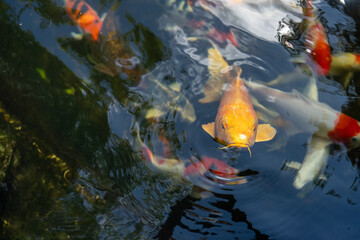 fishes swimming under water under sunlight