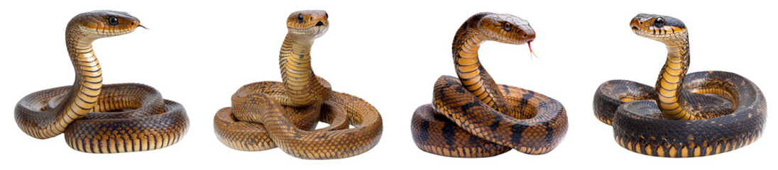 Fototapeta premium Coiled cobra snakes in alert poses detailed reptilian scales wildlife transparent background