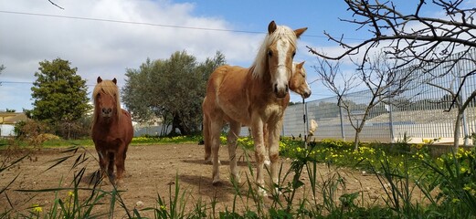 Adult Haflinger with Light Chestnut Coat and Blonde Mane in a Sunny Pasture - Italian Equine Elegance, Sturdy Haflinger Horse with Flaxen Mane and Tail, Impressive Light Chestnut Haflinger Grazing Und