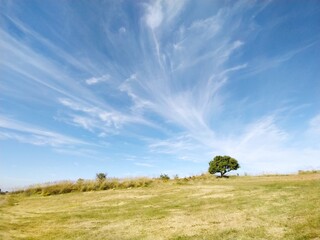 Rural Landscape with Lone Tree on Vast Open Field Under Blue Sky with Cirrus Clouds - Italian Natural Tranquility, Isolated Tree in a Barren Field with Blue Sky and Wispy Clouds - Serene Country Scene