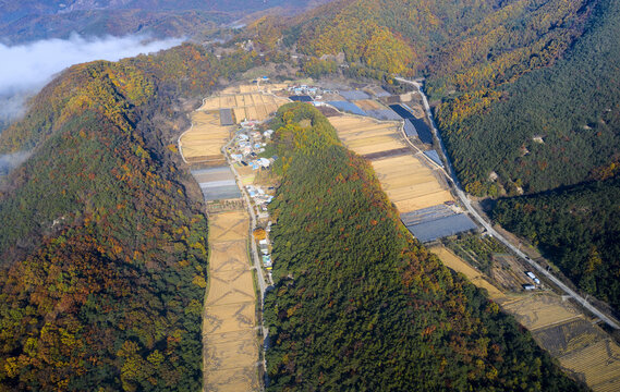 Yeongdong-gun, Chungcheongbuk-do, South Korea - October 31, 2021: Aerial and autumnal view of golden terraced rice paddy with tural houses