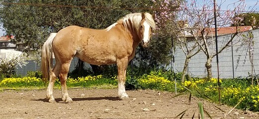 Adult Haflinger with Light Chestnut Coat and Blonde Mane in a Sunny Pasture - Italian Equine Elegance, Sturdy Haflinger Horse with Flaxen Mane and Tail, Impressive Light Chestnut Haflinger Grazing Und
