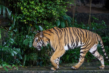 Close up Indochinese tiger is beautiful animal and dangerous in forest