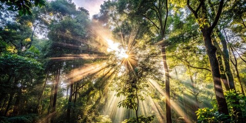 Obraz premium The rays of sunlight penetrate the lush and vibrant forest.