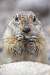 Gopher in natural habitat