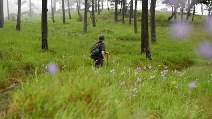 A solitary hiker with a backpack and walking stick pauses in a misty forest, surrounded by tall...