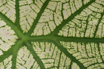 Leaves Series,green leaf close up background.Textured,abstract background,leaves,fresh green,photo concept nature and plant.