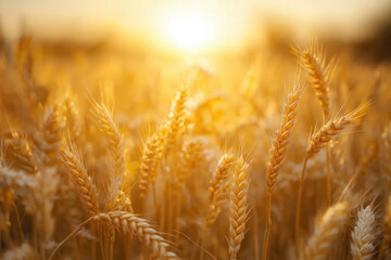 Fototapeta premium Wheat Field At Sunset