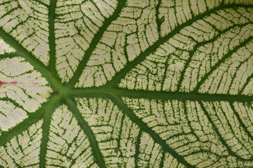 Leaves Series,green leaf close up background.Textured,abstract background,leaves,fresh green,photo concept nature and plant.