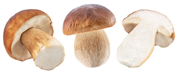 Group of porcini or boletus mushrooms isolated on white background.