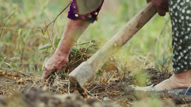 Old Village Woman Clearing Weeds from the Field