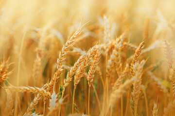 Golden Wheat field background, ripe ears of wheat on field at natural light. Yellow ripe grains bread crop, good harvest in agricultural field, autumn season. Crops field grain culture at sunlight