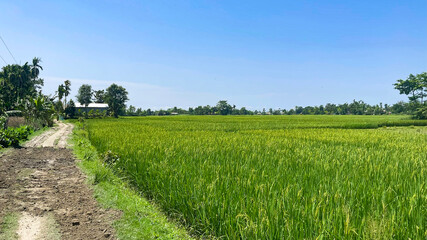 Obraz premium Paddy Field of Assam