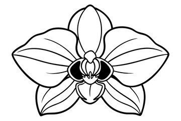 Orchid vector line art illustration 