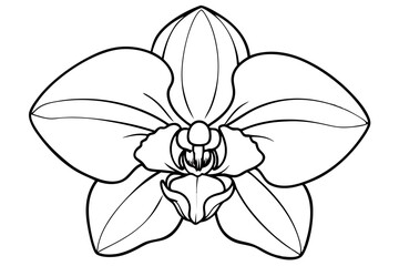Orchid vector line art illustration 