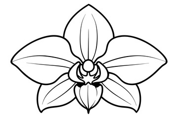 Orchid vector line art illustration 